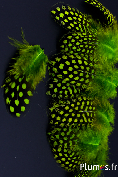 Pintade de Numidie - 3-6 cm - lime